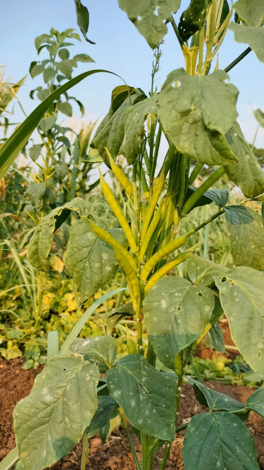 Guar plant with pod clusters ready for harvest