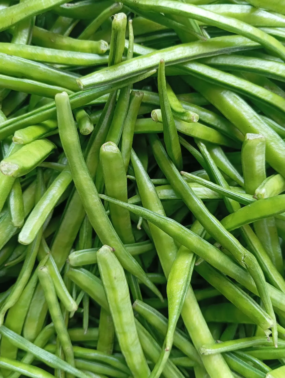 Fresh guar pods (cluster beans)