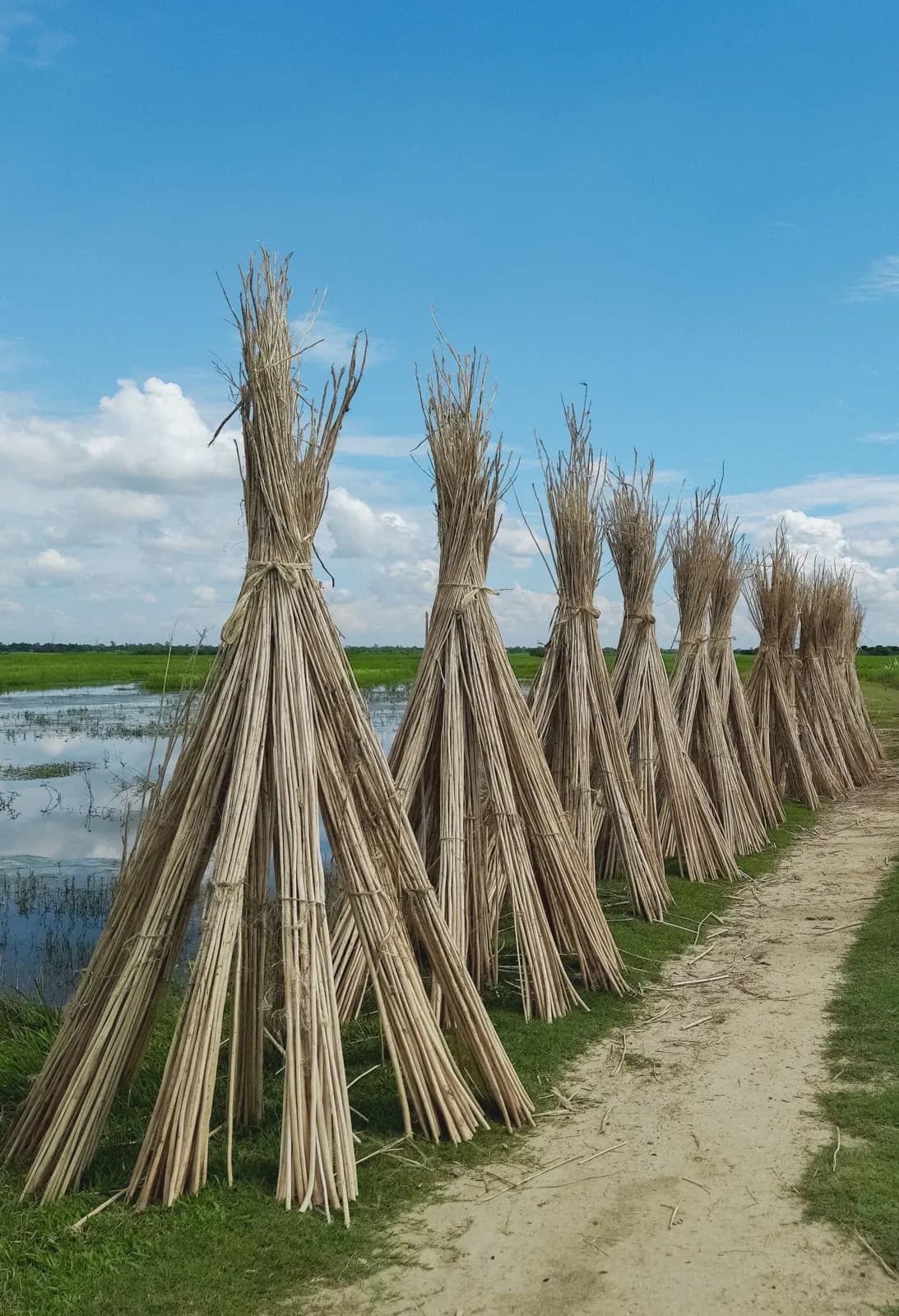 Jute stalks stacked to dry along a village path