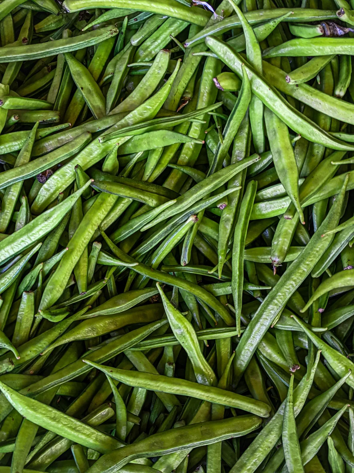 Fresh guar (cluster bean) pods, the crop guar gum is made from