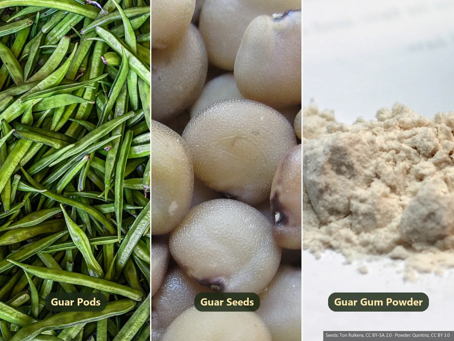 Guar pods, guar seeds and guar gum powder