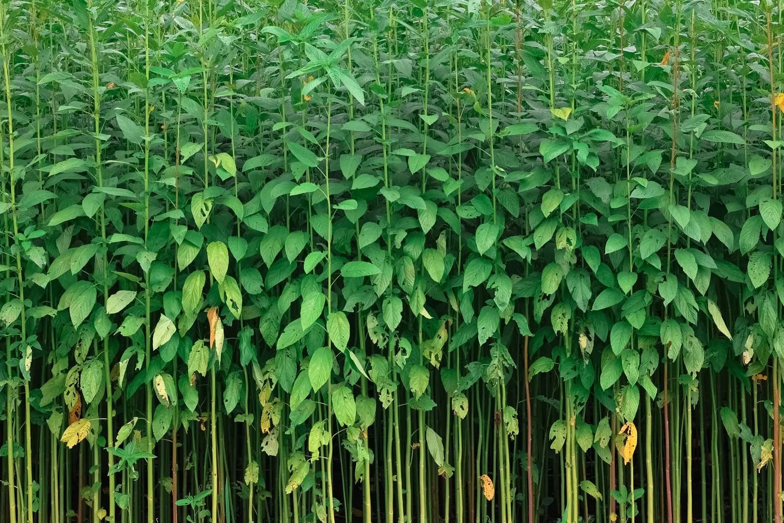 Dense jute plants growing in a field